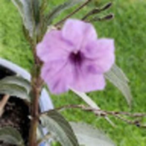 Meet your Posher, Darlene